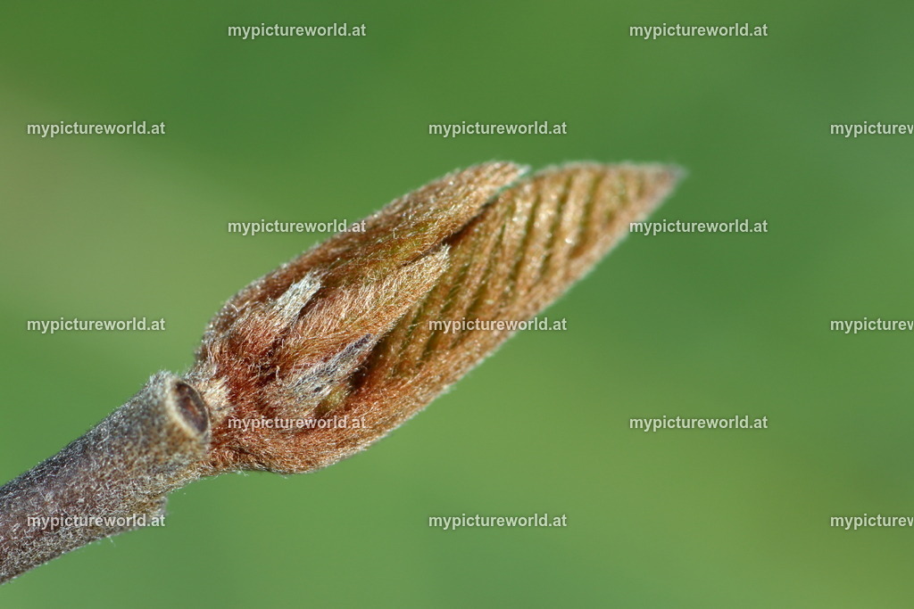 Faulbaum-005 | Das Bilderarchiv über Tiere, Planzen und Landschaften. In der Bilddatenbank finden Sie ein große Auswahl an hochwertigen Bilder für Ihre Werbung - Realisiert mit Pictrs.com