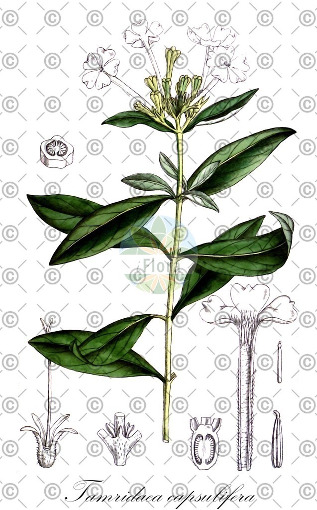 HistAbb_wfo-0000782508_2_ENZY_Simple | Historische Abbildung von Tamridaea capsulifera - Rubiaceae | Historical Illustration of Tamridaea capsulifera - Rubiaceae