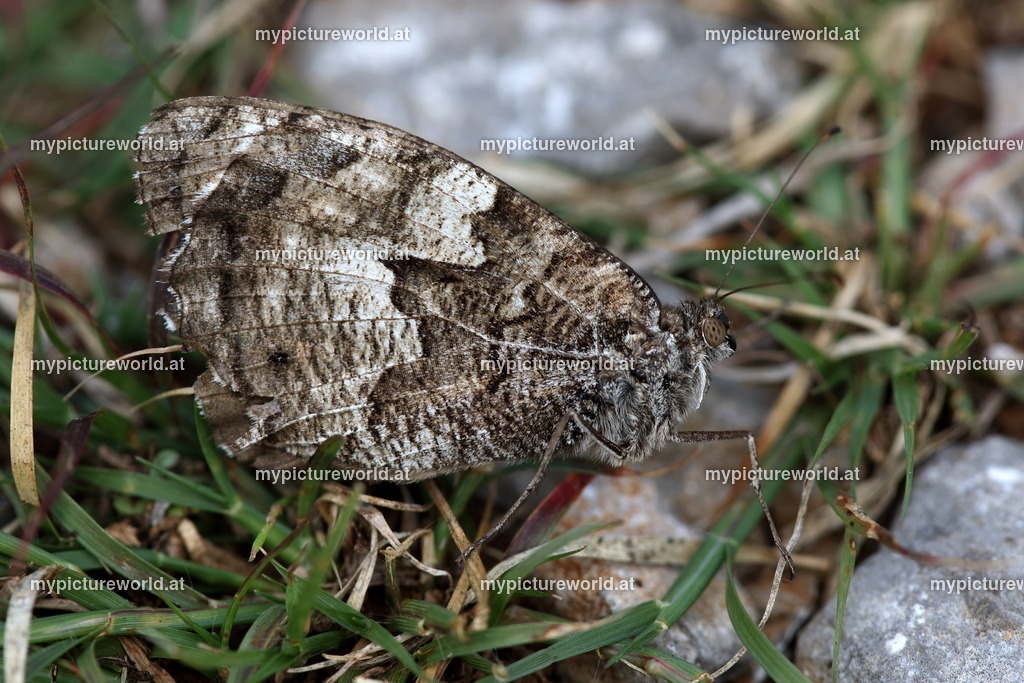 Hipparchia semele-012 | Das Bilderarchiv über Tiere, Planzen und Landschaften. In der Bilddatenbank finden Sie ein große Auswahl an hochwertigen Bilder für Ihre Werbung - Realized with Pictrs.com