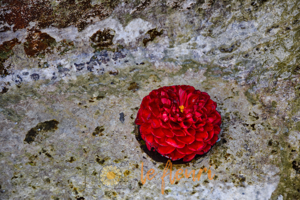 Dahlie | Dies ist der Shop von Florian Blum - le fleuri. Langenthal, Bern, Schweiz. Sie können hier meine oder ihre eigenen Fotos als Fotoprodukte kaufen. Tassen, Schlüsselanhänger, Taschen etc. können Sie hier gestalten.  - Realisiert mit Pictrs.com