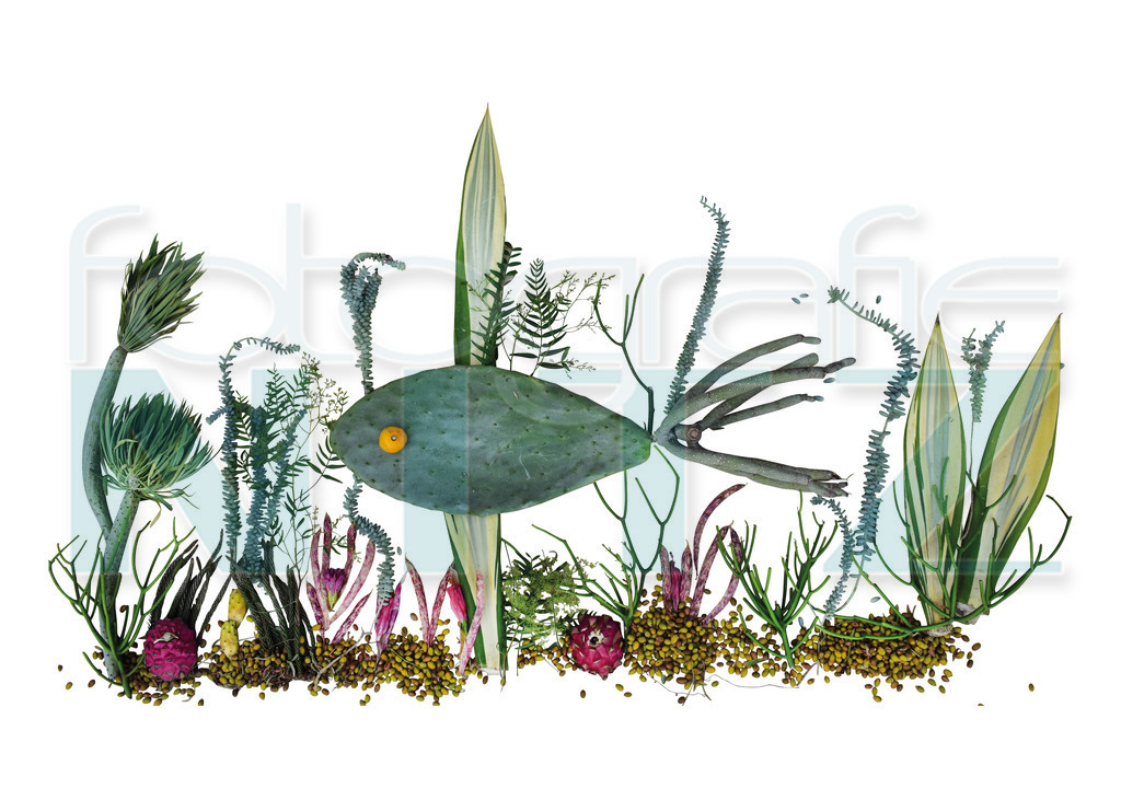 39 | Nitz Fotografie aus Montabaur bietet Ihnen hier die Möglichkeit Bilder auszusuchen und zu bestellen. 