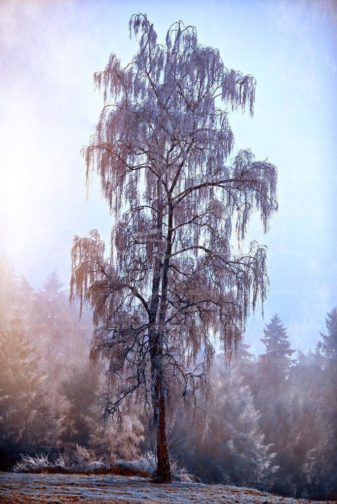 Birke im Winter | People- und Tierfotografie, Imageaufnahmen, Veranstaltungsfotografie und Wandbilder aus der Natur ★ Made in Germany ✔️ Druck + Downloads ✔️ Naturfotografie in Top Qualität ★ schneller Versand, weltweite Lieferung! - Realisiert mit Pictrs.com