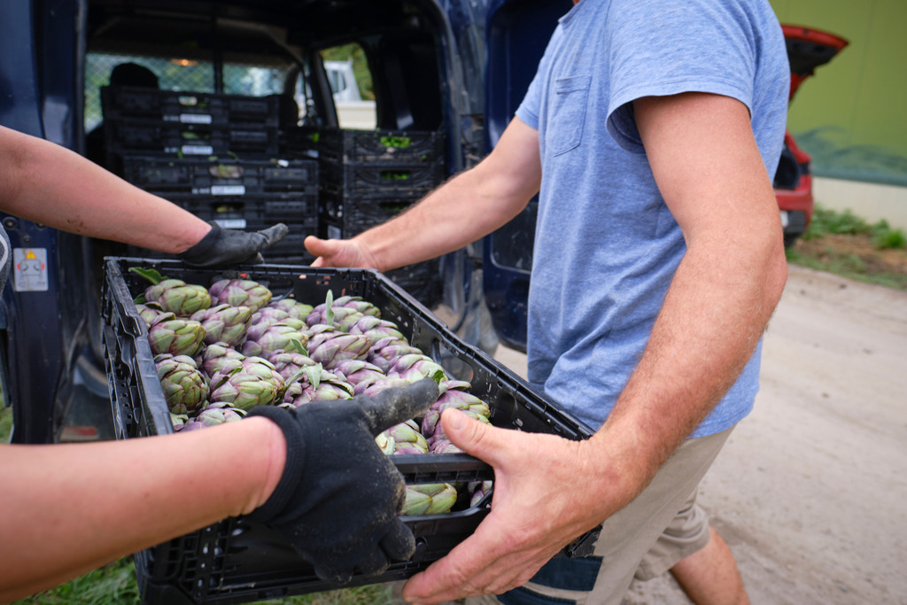 Theuringer Artischocken | Raasdorf, Austria - August 17, 2020; Theuringer Artischocken-Ernte im Marchfeld; einladen der Kisten für den Transport. - Realisiert mit Pictrs.com