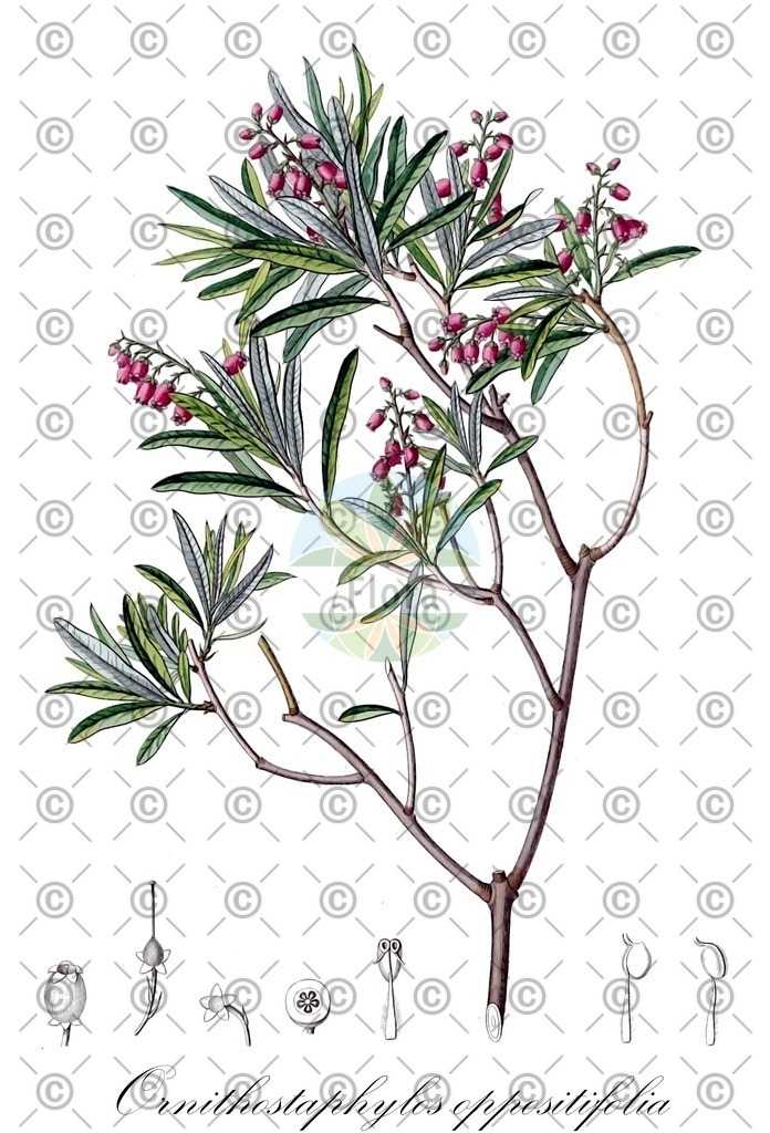 HistAbb_wfo-0000033833_1_ENZY_Simple | Historische Abbildung von Ornithostaphylos oppositifolia - Ericaceae | Historical Illustration of Ornithostaphylos oppositifolia - Ericaceae
