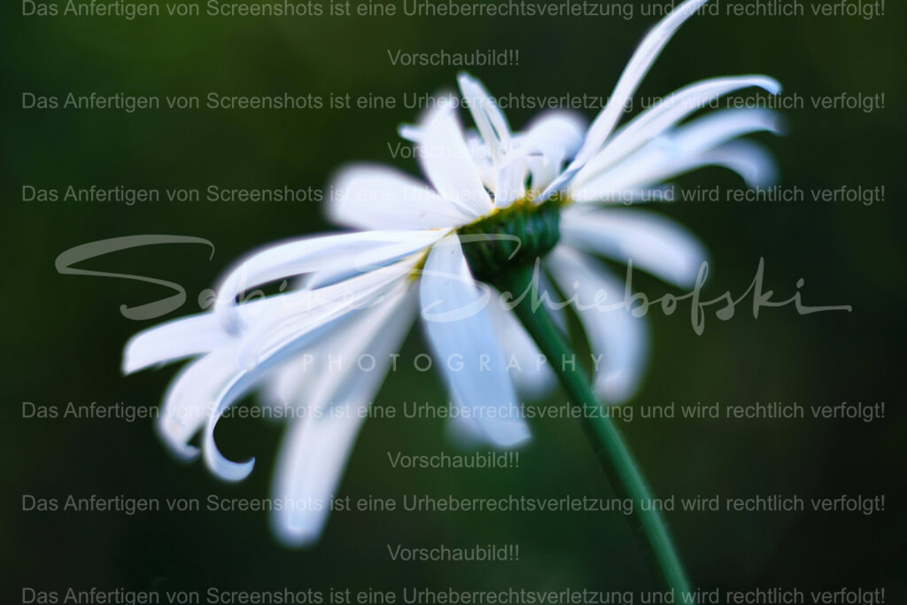 Wandbild Margerite | People- und Tierfotografie, Imageaufnahmen, Veranstaltungsfotografie und Wandbilder aus der Natur ★ Made in Germany ✔️ Druck + Downloads ✔️ Naturfotografie in Top Qualität ★ schneller Versand, weltweite Lieferung! - Realisiert mit Pictrs.com