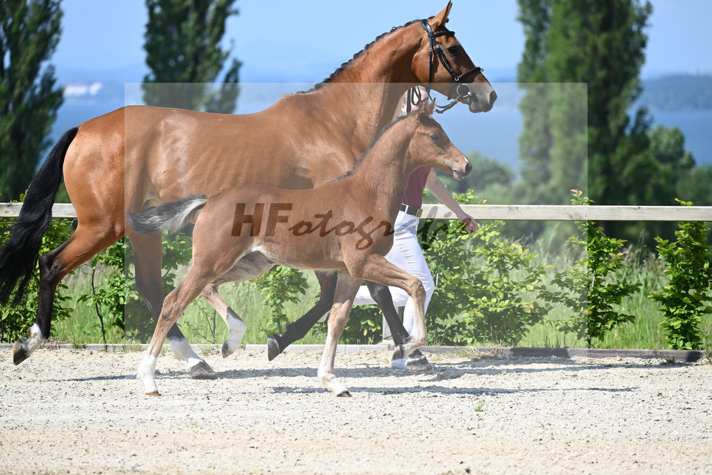 Kat-Nr. 5 HF Esmeraldo_Haarmann_15230056 | hf-fotografie - Realizzato con Pictrs.com
