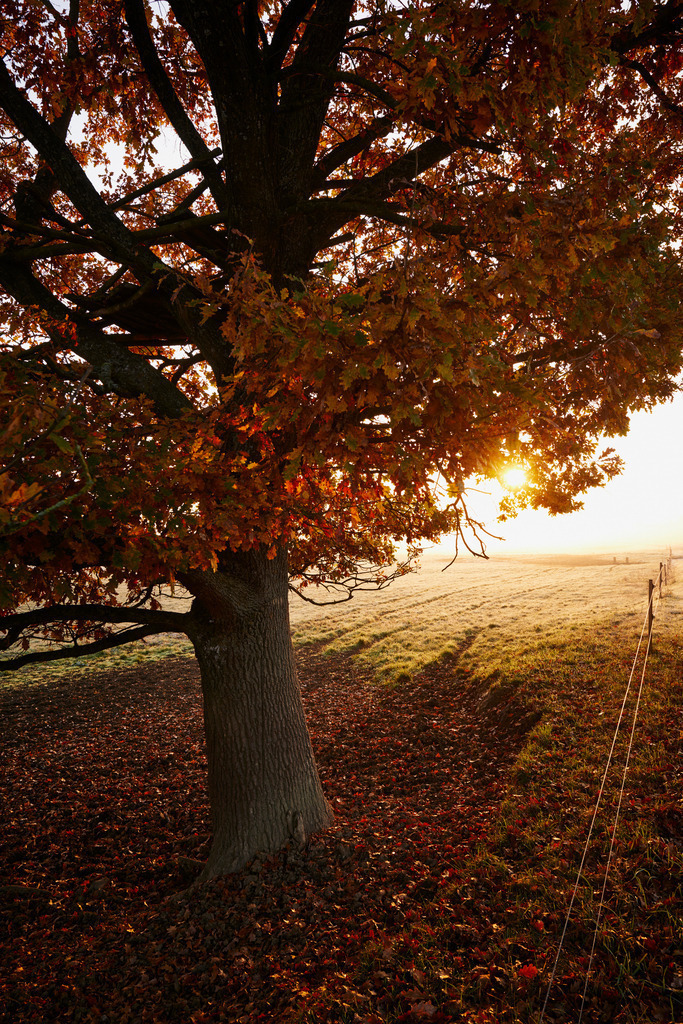 Baumkrone im Morgenlicht | Rohr, Austria - October 31, 2015: Zickentaler Moor, Baumkrone im Morgenlicht. - Realisiert mit Pictrs.com