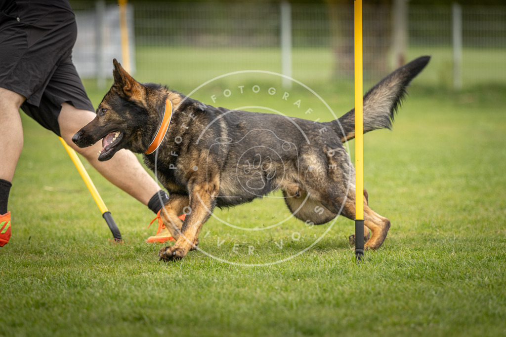 Pfotenfotografie_DV3A9944 | Hundefotografie, Tierfotograf, Pfotenfotografie, Fotoshooting Hund, Hunde Portrait, Hundesport, Hundeportraits, Heideshooting, Hunde, Sportfotograf, Hundefotograf, Turnierhundsport, THS,  - Realisiert mit Pictrs.com