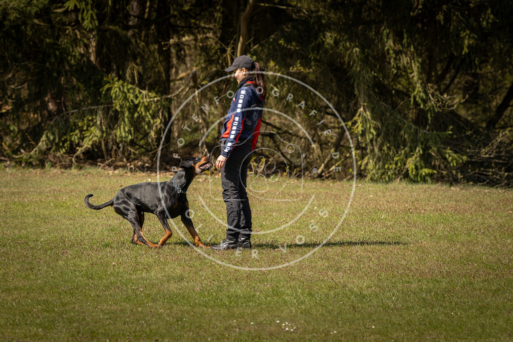 Pfotenfotografie_DV3A0795 | Hundefotografie, Tierfotograf, Pfotenfotografie, Fotoshooting Hund, Hunde Portrait, Hundesport, Hundeportraits, Heideshooting, Hunde, Sportfotograf, Hundefotograf, Turnierhundsport, THS,  - Realisiert mit Pictrs.com