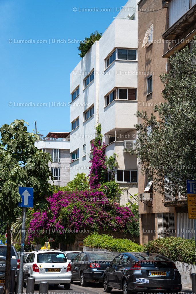 10972-10130 - Tel Aviv - Rothschild Boulevard | Stockfoto und Bilderpool mit Bildmaterial aus Deutschland, dem Harz, Halberstadt, Quedlinburg, Wernigerode und weltweit. Qualitativ hochwertige und professionelle Fotos anschauen und kaufen. - Realizzato con Pictrs.com