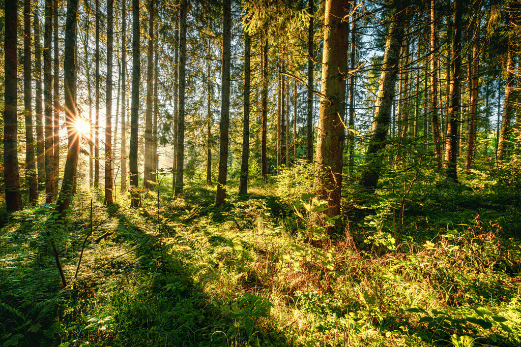 Sonnenstrahlen durch Baumstämme-----------Schwarzwald | Das Bild zeigt einen Sonnenaufgang  in einem Wald. Die Sonnenstrahlen brechen durch die Baumstämme und erzeugen eine stimmungsvolle Atmosphäre. Lichteffekte: Die Lichtstrahlen, auch als "Gottesstrahlen" bekannt, sind ein zentrales Merkmal und erzeugen lange Schatten im Vordergrund. Vegetation: Der Waldboden ist dicht mit Moos, Farnen und anderen Pflanzen bedeckt, was auf einen feuchten Lebensraum hindeutet. Stimmung: Die Szene wirkt friedlich und natürlich, eingefangen in einem Moment der Ruhe. - Realisiert mit Pictrs.com