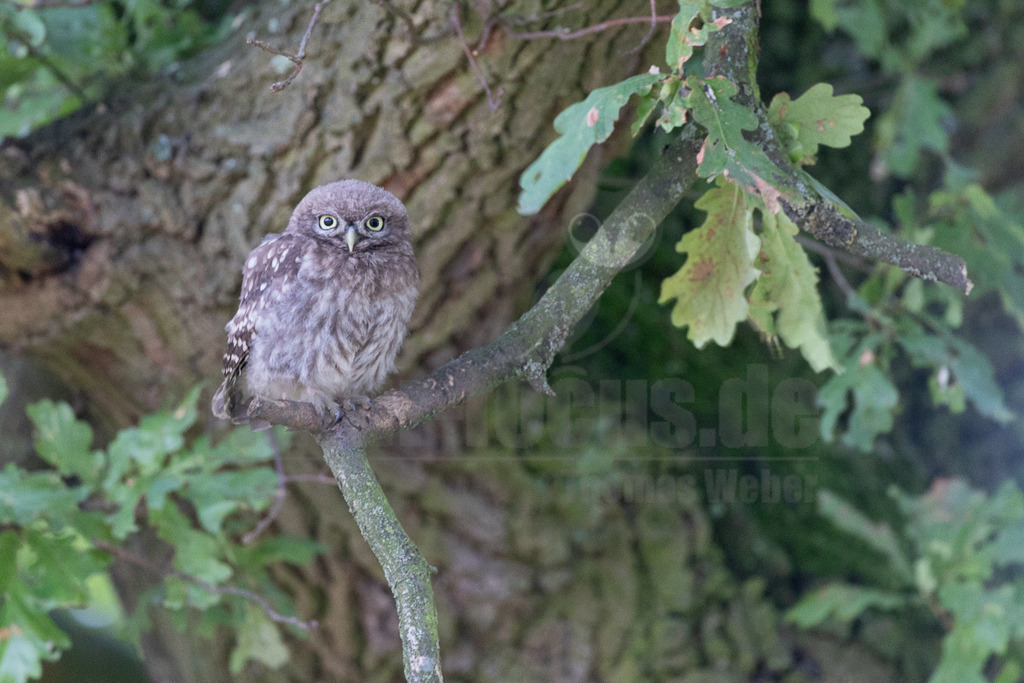 R6NF8669_20240723 | Den Steinkauz findet man vor allem in westlichen Teilen Deutschlands in offenen Landschaften. Er brütet oftmals in unmittelbarer Nähe zum Menschen in Gebäudenischen, Ställen und Baumhöhlen. Den kleinen Kauz kann man relativ oft auch tagsüber beobachten, da er gerne auf offenen Sitzwarten verweilt. Seine weißen Augenbrauen verleihen ihm einen strengen Blick. Schon in der griechischen Mythologie spielte er eine Rolle und war eine Art Bote der Göttin Athene. - Realisiert mit Pictrs.com