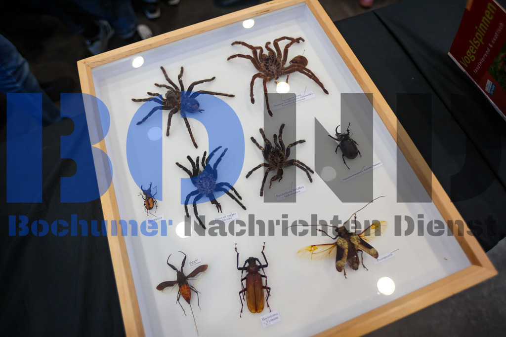 SES_INSBOC20250316-9 | bond - Realisiert mit Pictrs.com