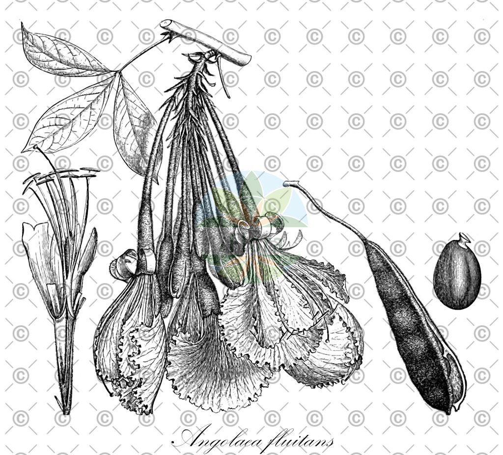 HistAbb_wfo-0000536542_111_ENZY_Simple | Historische Abbildung von Angolaea fluitans - Podostemaceae | Historical Illustration of Angolaea fluitans - Podostemaceae