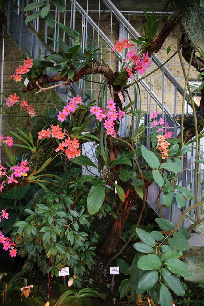 Orchideenschau im Botanischen Garten der Universität Leipzig | Entdecke über 20 Kategorien Leipzig-Motive: Foto-Downloads, hochwertige Poster, Leinwand- & Fine-Art-Prints. Jetzt Lieblingsfoto im Bildlexikon Leipzig Shop bestellen!