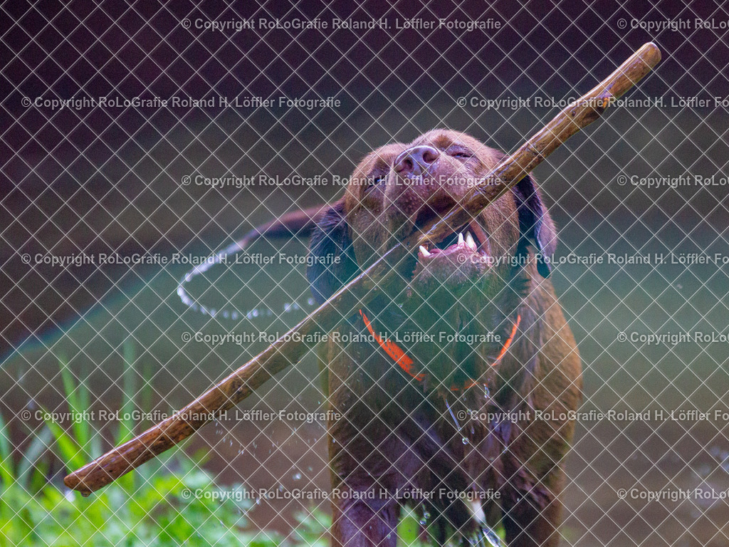 Hund_04 | Labrador spielt mit einem Stock - Realisiert mit Pictrs.com
