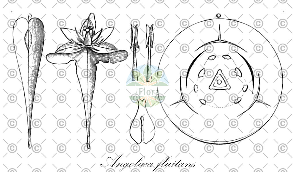 HistAbb_wfo-0000536542_173_ENZY_Simple | Historische Abbildung von Angolaea fluitans - Podostemaceae | Historical Illustration of Angolaea fluitans - Podostemaceae