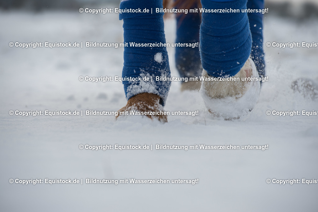 20160116_Hufe_im_Schnee_0003 | equistock