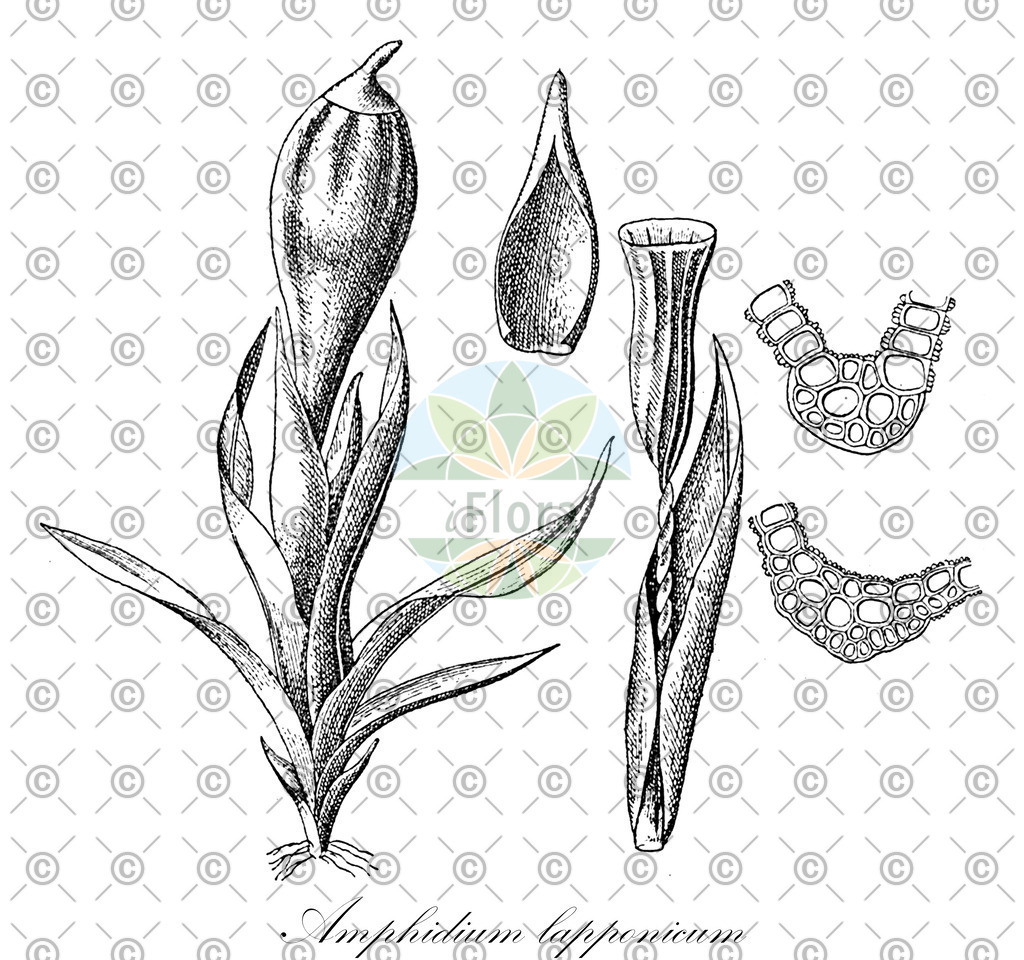 HistAbb_wfo-0001148351_1_ENZY_Simple | Historische Abbildung von Amphidium lapponicum - Amphidiaceae | Historical Illustration of Amphidium lapponicum - Amphidiaceae