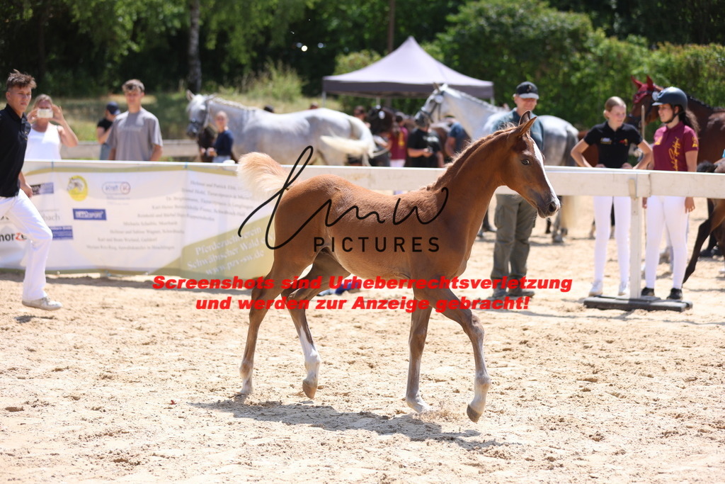 Fohlenschau_Schwäbisch_Hall_springbetonte_Fohlen_KN 54_12 | lmwpictures - Realisiert mit Pictrs.com