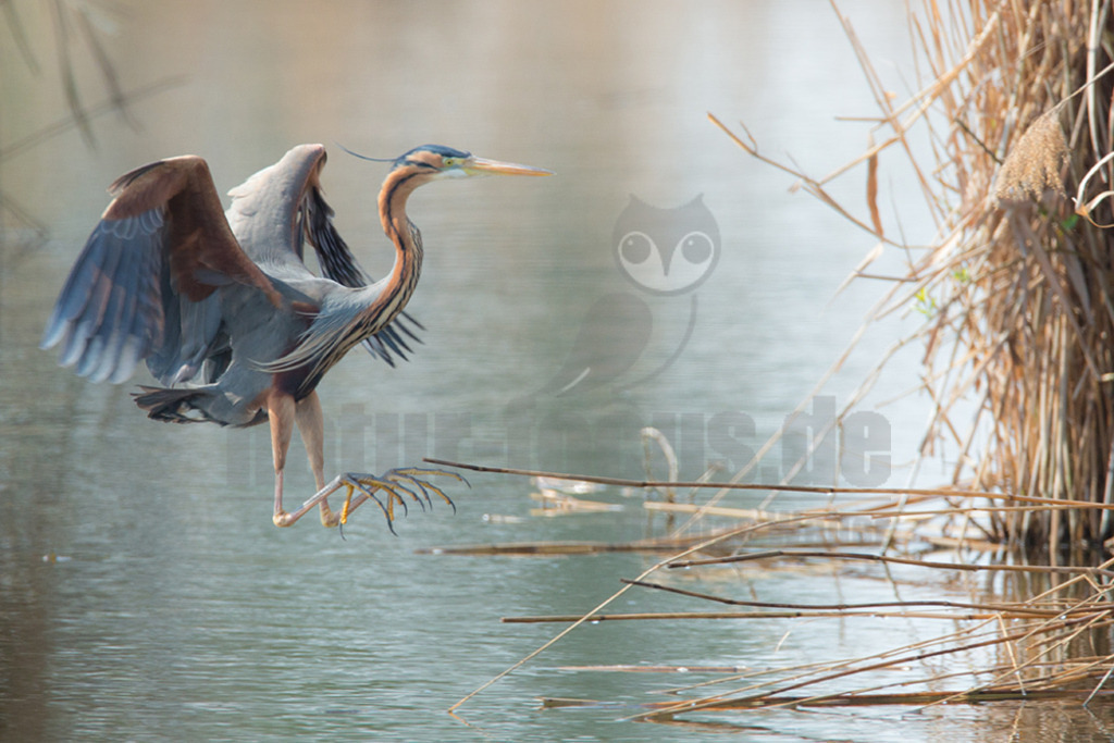 20170408-NFOC6904 | Der Purpurreiher ist eine Vogelart aus der Familie der Reiher. Zurzeit wird die Art als nicht gefährdet auf der IUCN Roten Liste geführt. Habitatsverluste lassen die Zahlen allerdings langsam zurückgehen.  - Realisiert mit Pictrs.com
