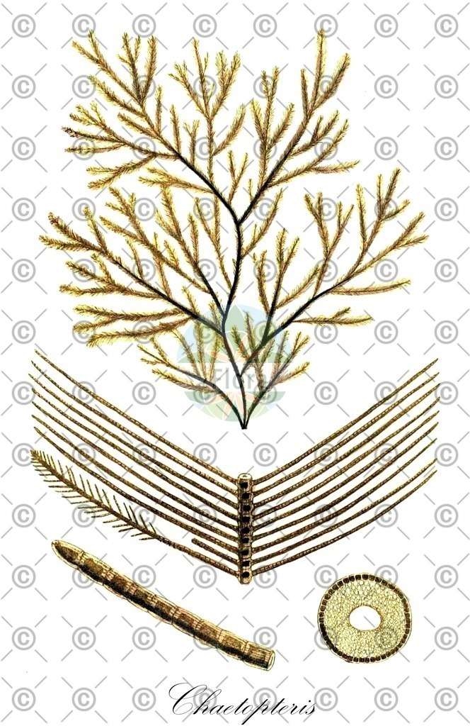 HistAbb_7NXH9_2_ENZY_Simple | Historische Abbildung von Chaetopteris - Sphacelariaceae (0) | Historical Illustration of Chaetopteris - Sphacelariaceae (0)