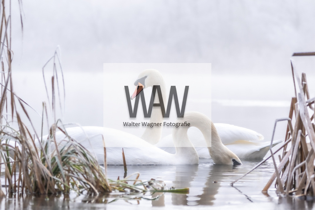 Schwäne am Gaishorner See | walter-wagner-fotografie