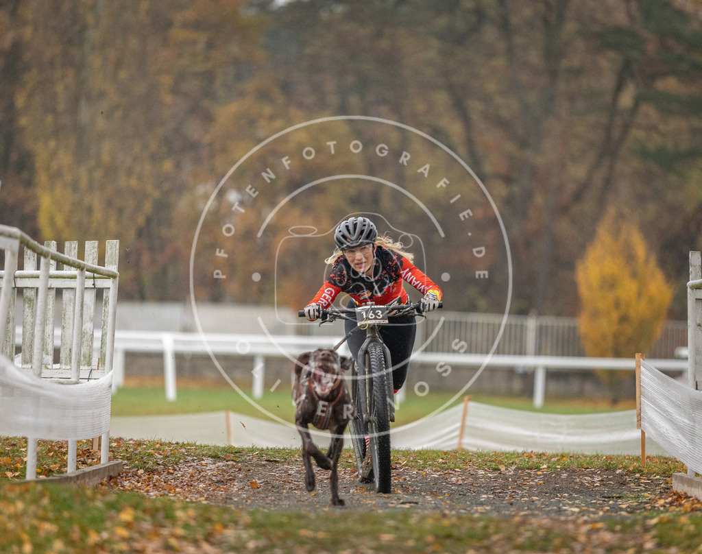 CaniXpix_DV3A7455 | Hundefotografie, Tierfotograf, Pfotenfotografie, Fotoshooting Hund, Hunde Portrait, Hundesport, Hundeportraits, Heideshooting, Hunde, Sportfotograf, Hundefotograf, Turnierhundsport, THS,  - Realisiert mit Pictrs.com