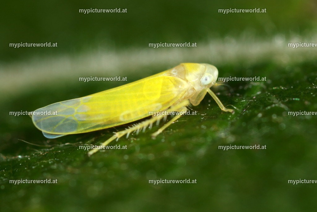 Alebra neglecta-001 | Das Bilderarchiv über Tiere, Planzen und Landschaften. In der Bilddatenbank finden Sie ein große Auswahl an hochwertigen Bilder für Ihre Werbung - Realized with Pictrs.com