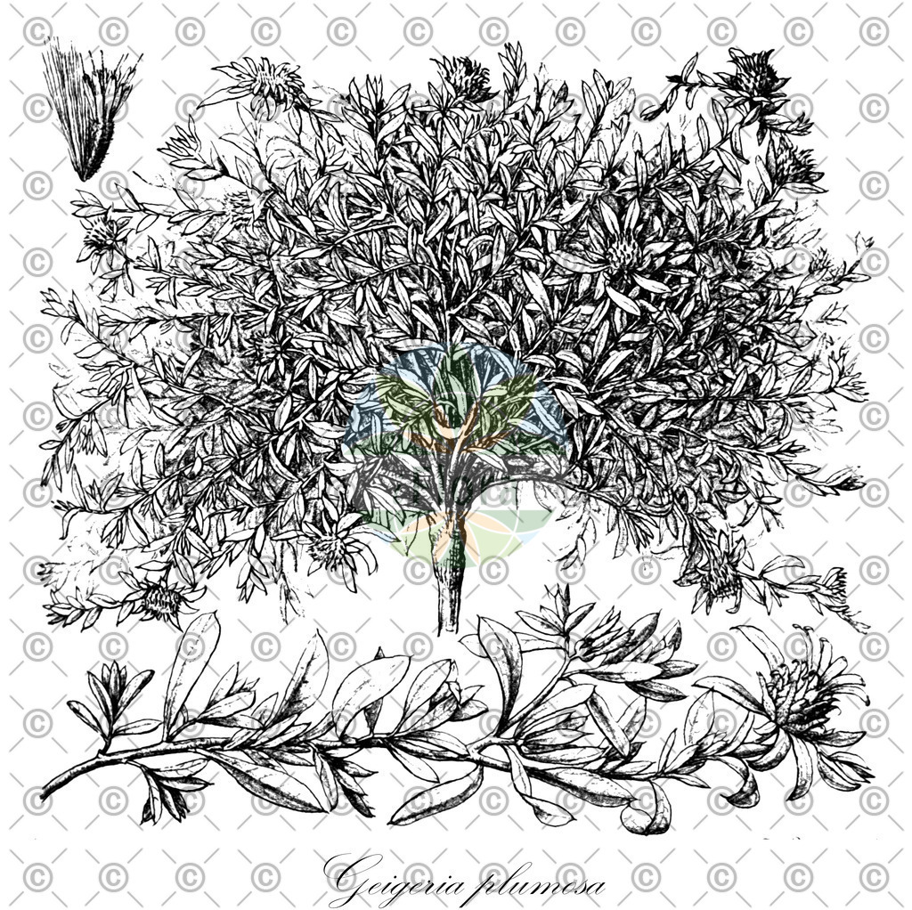HistAbb_wfo-0000695932_1_ENZY_Simple | Historische Abbildung von Geigeria plumosa - Asteraceae | Historical Illustration of Geigeria plumosa - Asteraceae