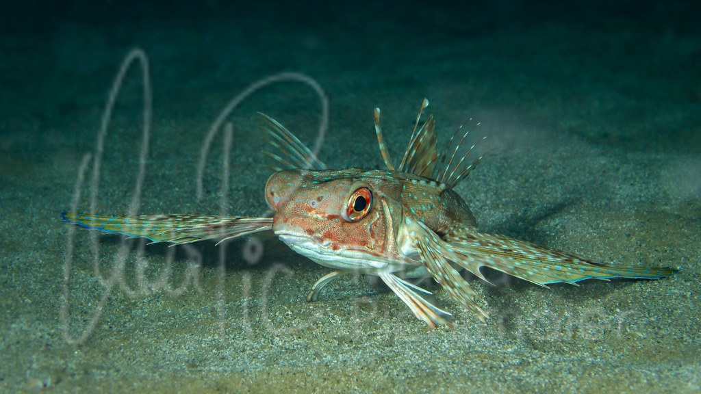 Dactylopterus volitans | Flughahn / Cast: Chicharra, golondrina, alón ; Eng: Flying gurnard; Fr: Grondin volant - Realisiert mit Pictrs.com
