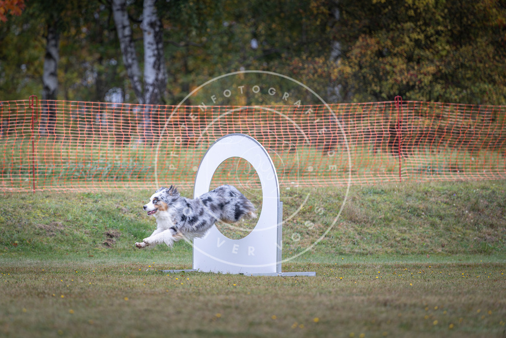 Pfotenfotografie_DV3A0465 | Hundefotografie, Tierfotograf, Pfotenfotografie, Fotoshooting Hund, Hunde Portrait, Hundesport, Hundeportraits, Heideshooting, Hunde, Sportfotograf, Hundefotograf, Turnierhundsport, THS,  - Realisiert mit Pictrs.com