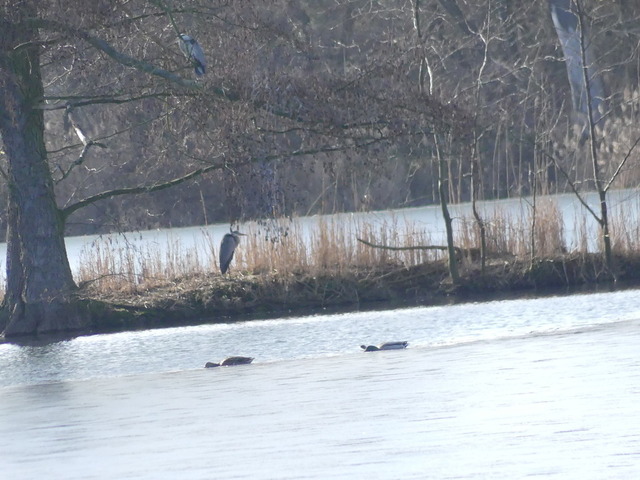 Kleiner Maasdorfer Teich(3) | Verkauf von Fotos und  Videoclips zumThema Natur.Motive sind Pflanzen, Tiere, Landschaftenund Wetter - Realisiert mit Pictrs.com