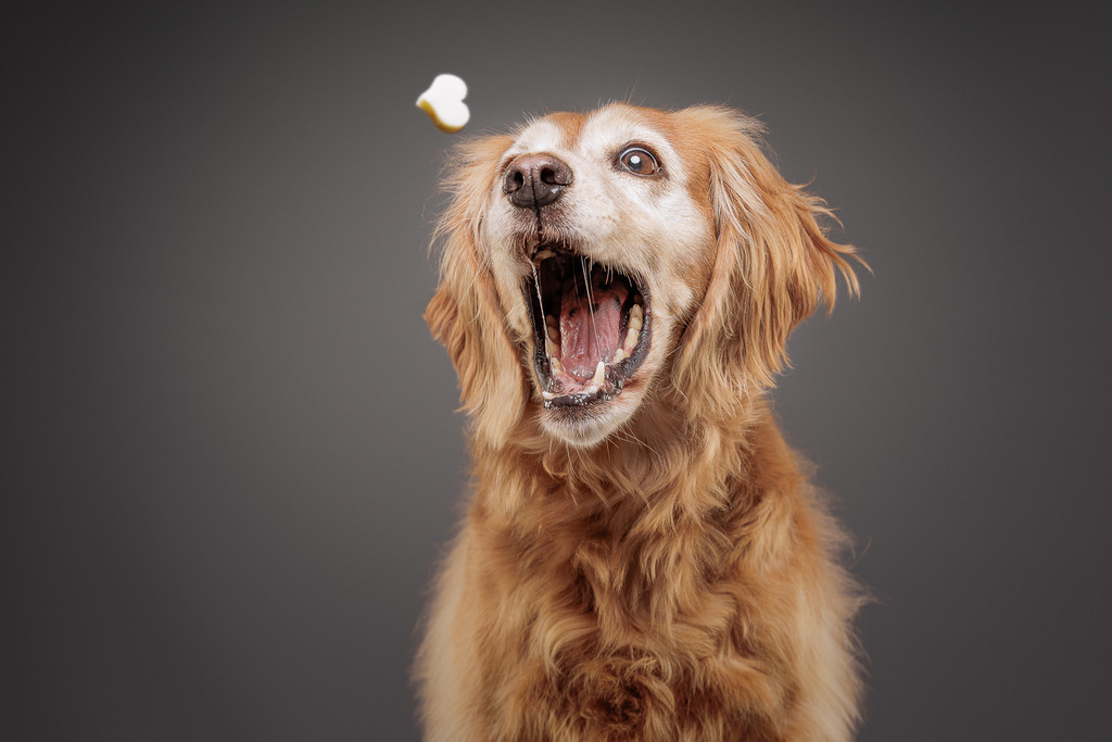 Hundefotografie im Professionellen Heimstudio | Hundefotografie mit professioneller Blitzanlage 