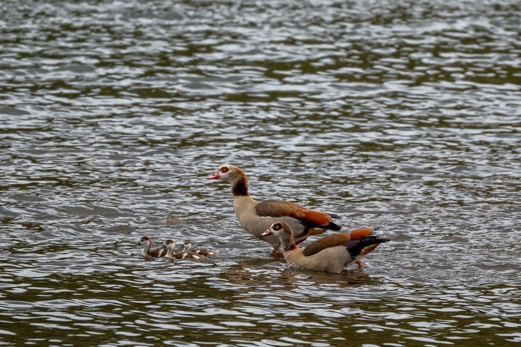 Nilgänse mit Gösseln | Frühschwimmen - Realisiert mit Pictrs.com