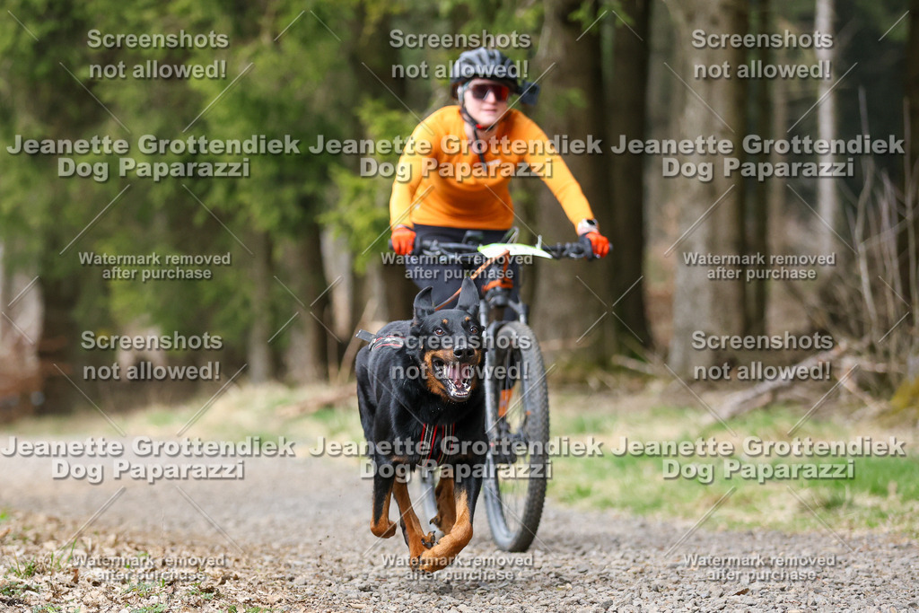 Dog Paparazzi - VCC26-591 | Dog Paparazzi Jeanette Grottendiek Fotografie & Videografie - Realisiert mit Pictrs.com