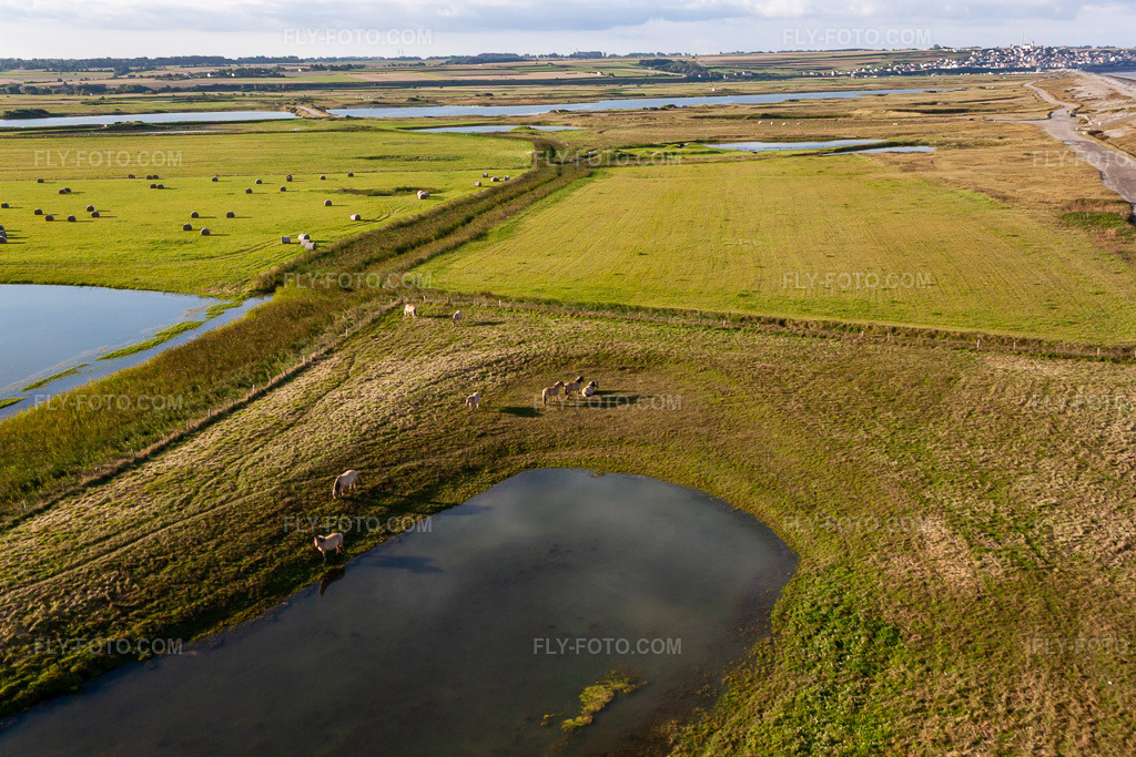 Aerial view: Willows behind the dike in Woignarue in the state Somme, France. – Photo: IMG_70885.jpg taken on 08/24/2014 by Werner Riehm/FLY-FOTO.com – Resolution of the original: 4752 x 3168 px