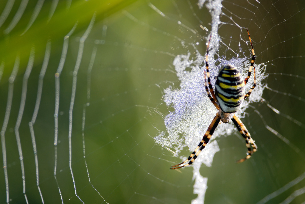 Wespenspinne im Netz | Rauchwart, Austria - August 30, 2010: Wespenspinne im Netz. - Realisiert mit Pictrs.com