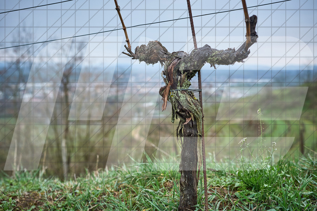 33. KTM Kamptal Trophy | 30.03.2025: 33. KTM Kamptal Trophy in Zöbing, Niederösterreich, ÖsterreichFoto: © 2025 Martin Bihounek / martinbihounek.comInsta: @martinbihounekcomFB: @martinbihounekphotography