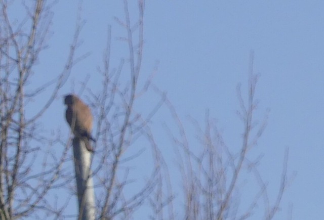 Turmfalke im Geraer Hofwiesenpark | Verkauf von Fotos und  Videoclips zumThema Natur.Motive sind Pflanzen, Tiere, Landschaftenund Wetter - Realisiert mit Pictrs.com