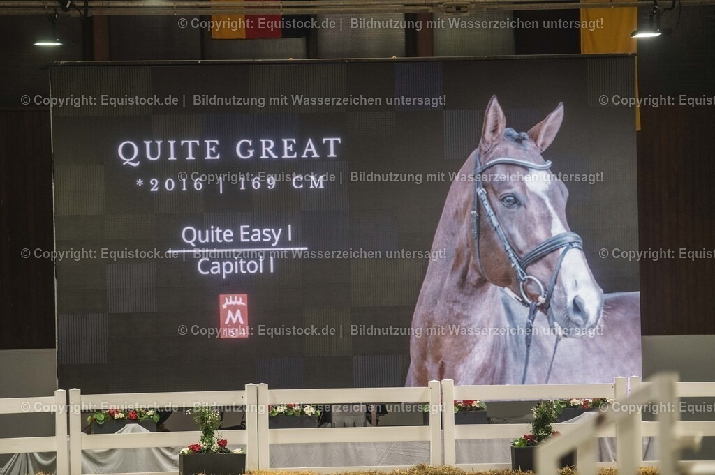 20240302_Hengstvorstellung_Marbach_TOMsPiC_1368 | equistock