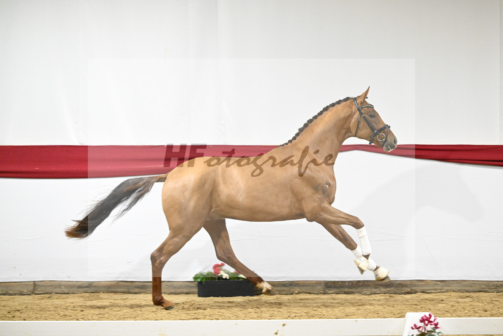 Kat-Nr. 59 v. Viva Gold_Casper u Eulich_63221749 | hf-fotografie - Realizzato con Pictrs.com