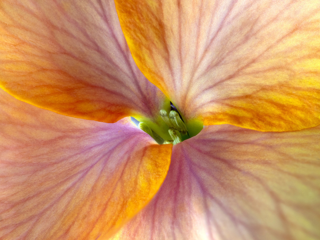Goldlackblüte 01 | Fotos in hoher Qualität, extrem scharf, viele schöne Details mit leuchtenden Farben. Blütenbilder für Zuhause, Praxis, Kanzlei oder Büro. Aufnahmen in Low Key, nahezu monochrom. Hochwertige Materialien: Alu Dibond, Hahnenmühle, Forex, Fotodrucke. - Realizzato con Pictrs.com