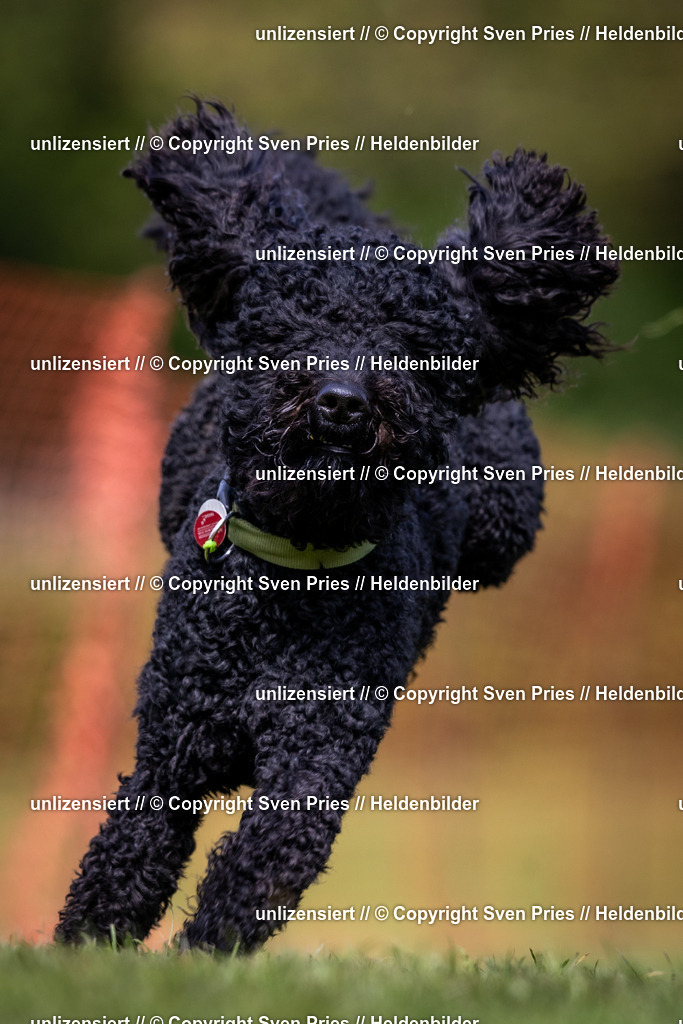 Sven Pries | 2024-04-21 - Hunderennen Baden-Oos
Foto: Sven Pries - Realisiert mit Pictrs.com