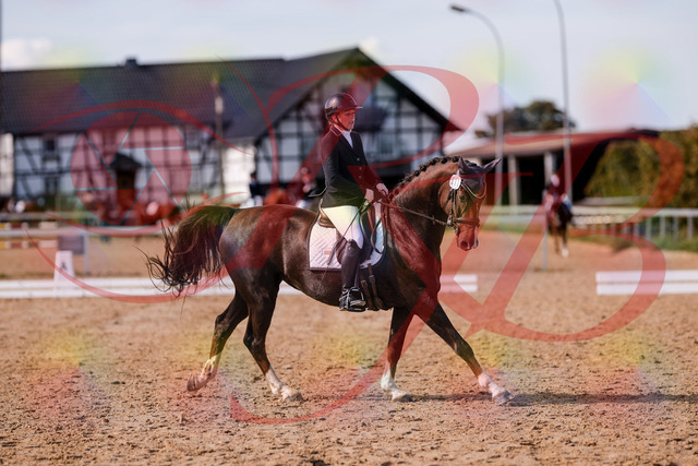 2026_10_03_Siefer-Hof_132537_Z81_77299870 | Professionelle Reitsport-, Turnier- und Eventfotografie von Robert Broda. Galerien mit ausgewählten und bearbeiteten Bildern direkt online ansehen und bestellen.