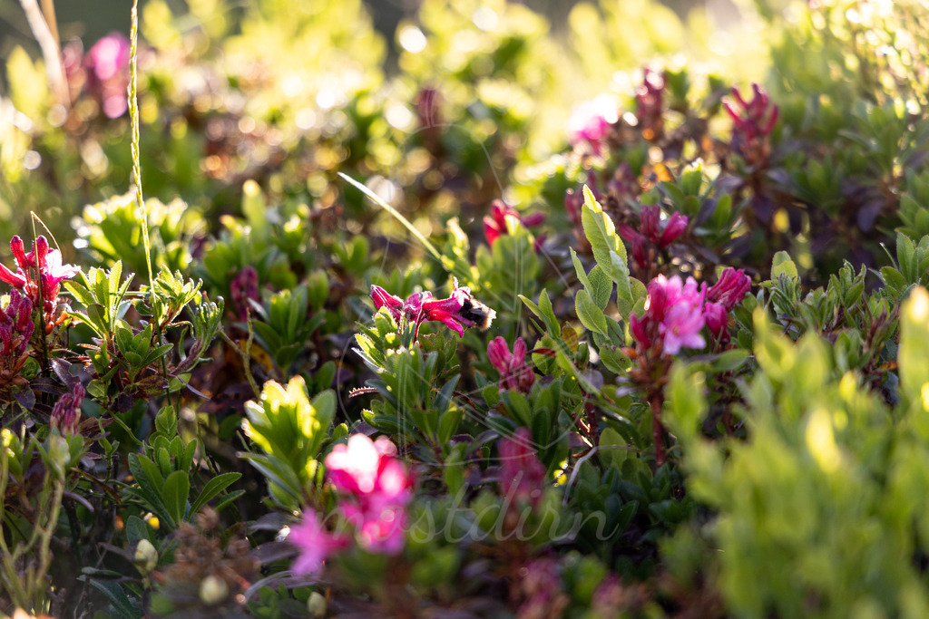 Riedingtal_ Franz_Fischer_Huette_Faulkogel_Mostdirn_Irmgard_Wieser-8943 | Ihre Fotografin im Lungau, ihre Fotografin im Mostviertel, Wandbilder Onlineshop, Imagefotos für Ihr Unternehmen,  - Realisiert mit Pictrs.com