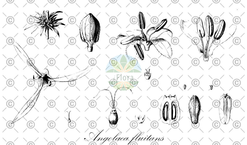 HistAbb_wfo-0000536542_380_ENZY_Simple | Historische Abbildung von Angolaea fluitans - Podostemaceae | Historical Illustration of Angolaea fluitans - Podostemaceae