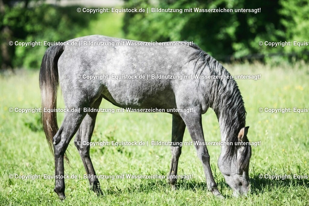 20210617_Araber_Marbach_Koppel_0006 | Foto: Thomas Hartig