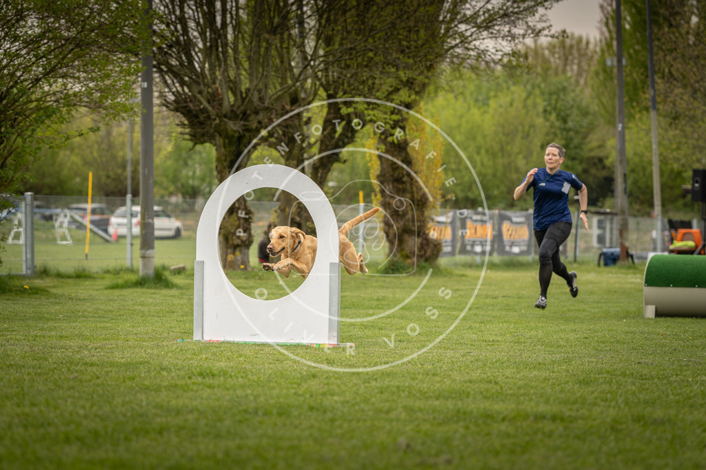 Pfotenfotografie_DV3A7053 | Hundefotografie, Tierfotograf, Pfotenfotografie, Fotoshooting Hund, Hunde Portrait, Hundesport, Hundeportraits, Heideshooting, Hunde, Sportfotograf, Hundefotograf, Turnierhundsport, THS,  - Realisiert mit Pictrs.com