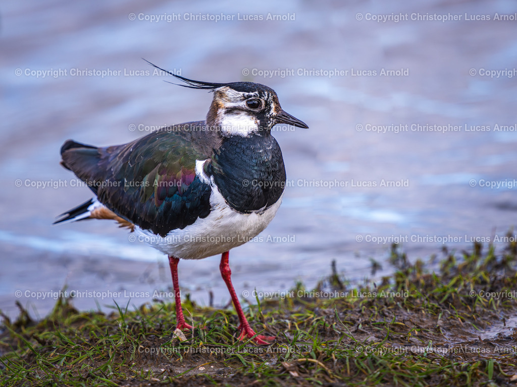 PSX_20250729_121500 | bildkomponist - Realisiert mit Pictrs.com